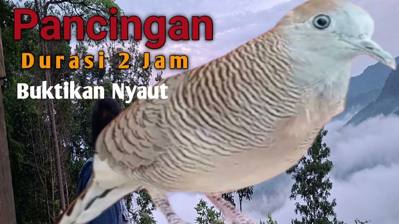 Pancingan durasi 2 jam buktikan lgsung nyaut