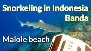 Malole, Banda Neira - 4K Snorkeling in Indonesia