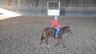 SDP Buffalo Ranch - SDP Hy Jane (2014 Filly)