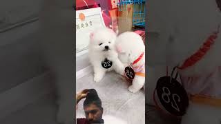 #Cut Puppy, #Dog Lover Pet Happiness #Baby #Hugpet Beautifully #heartlove