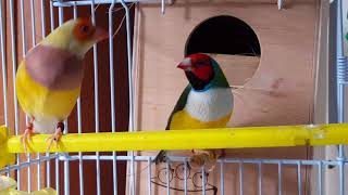 Gouldian finch dilute babies 20 days old November 19 2017