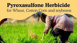 Pyroxasulfone Herbicide: Mode of Action, Uses, and Benefits for Weed Control