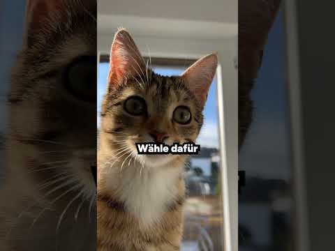 Video: Werden langhaarige Katzen mehr?