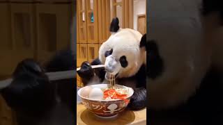 Panda unkown things 🐼🐼 #fact factory #facts #017