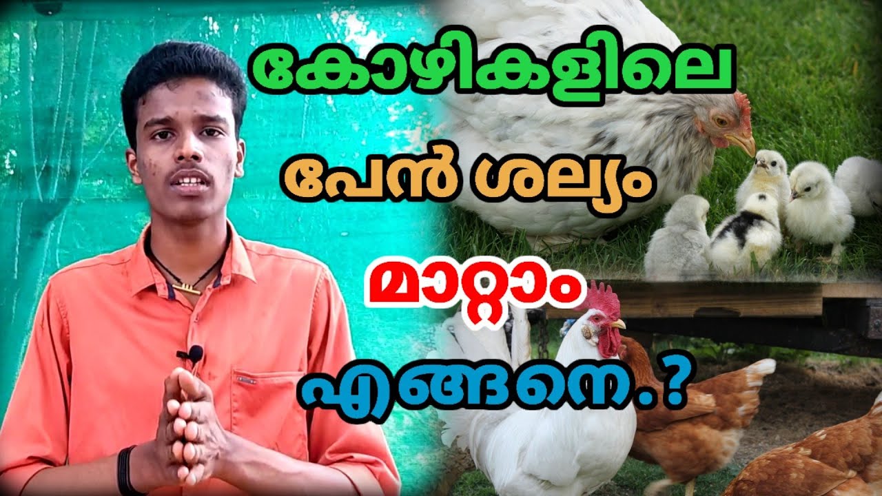 കോഴി വളർത്തൽ/കോഴി പേൻ പോകാൻ/Kozhi Pen pokan malayalam/Poultry TIPS and Solutions