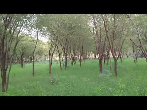 Acacia Nilotica kikkar Intercrop Moringa Olefira In Fodder Forest Pasture