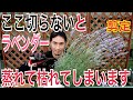 【ラベンダー】透かし剪定、植えつけ方を実践で解説します。苗の選び方から育て方まで全てわかります。