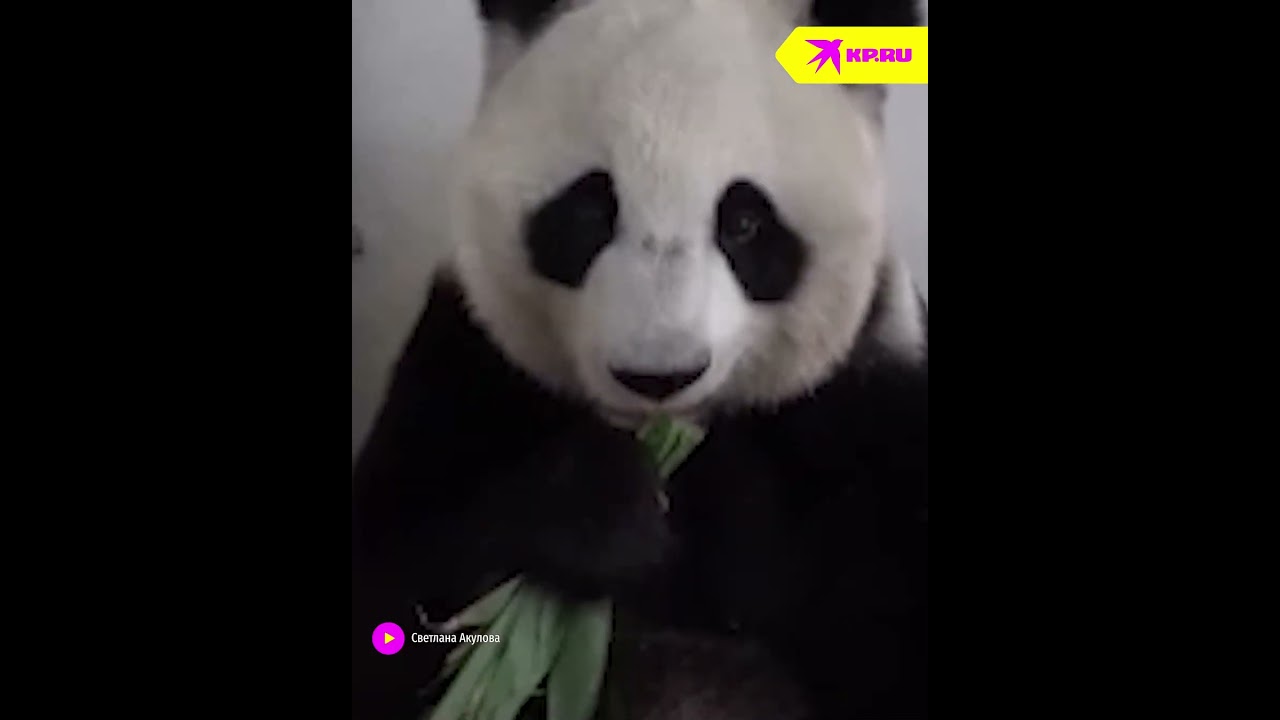 Малышка-панда из Московского зоопарка учится есть бамбук