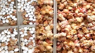 World's Largest Pigeon Farm | How They hatching Pigeon eggs with incubator | Excellent and Amazing