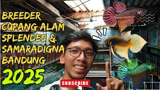 Review Cupang Alam Splendens Yellow dan Samaradigna Bandung | Update Stok Cupang Giant Nemo