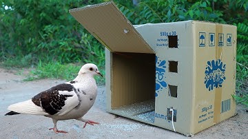 Simple Quick Pigeon Trap Make From Cardboard Box - Creative Easy Bird Trap
