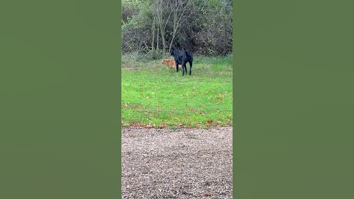 Video 11802781: cat dog mainecoon, mainecoon cat animals, mainecoon cats love