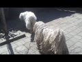 komondor dog op bezoek bij haar ouders の動画、YouTube動画。