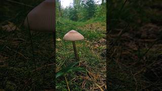 Mushrooms, Churches, Dragonflies and Rainbows @whatsnottohike