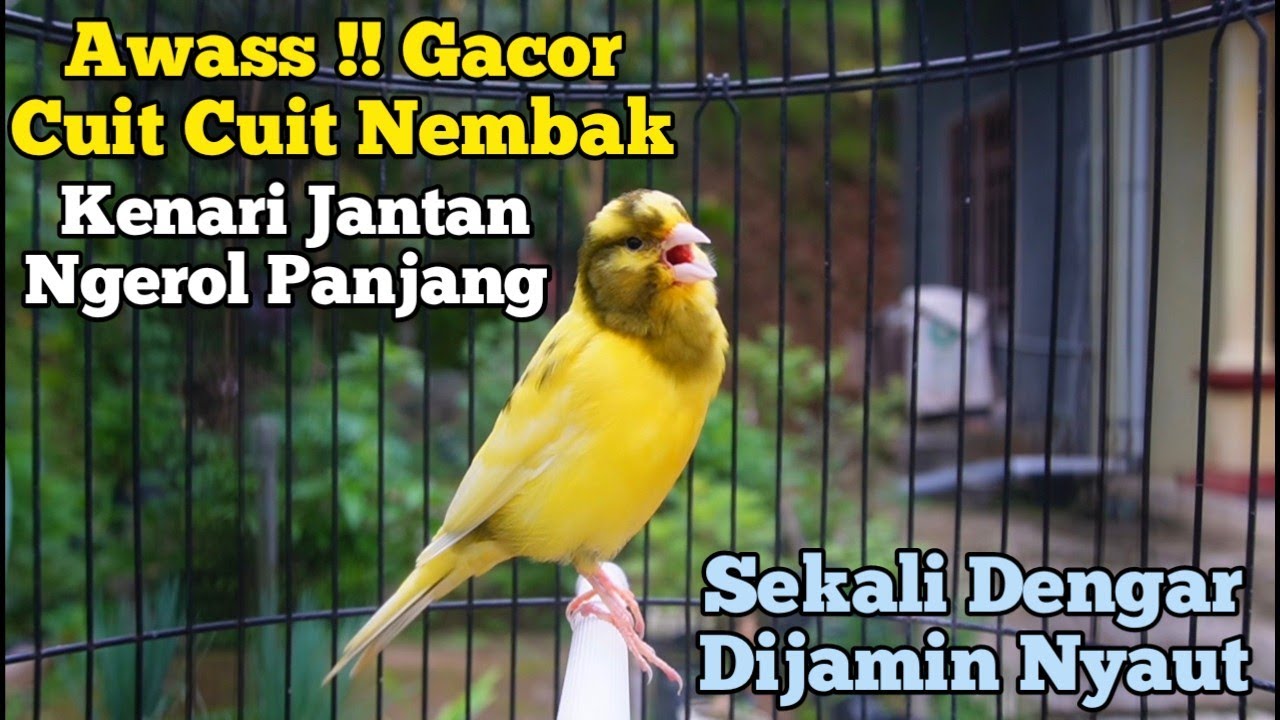 Kenari Jantan Gacor Panjang Cuit Cuit Emosi, Pancingan Kenari Paud Belajar Bunyi, terapi ampuh 