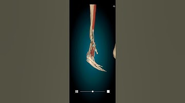 Lumbricals muscle action #3danimation #anatomy