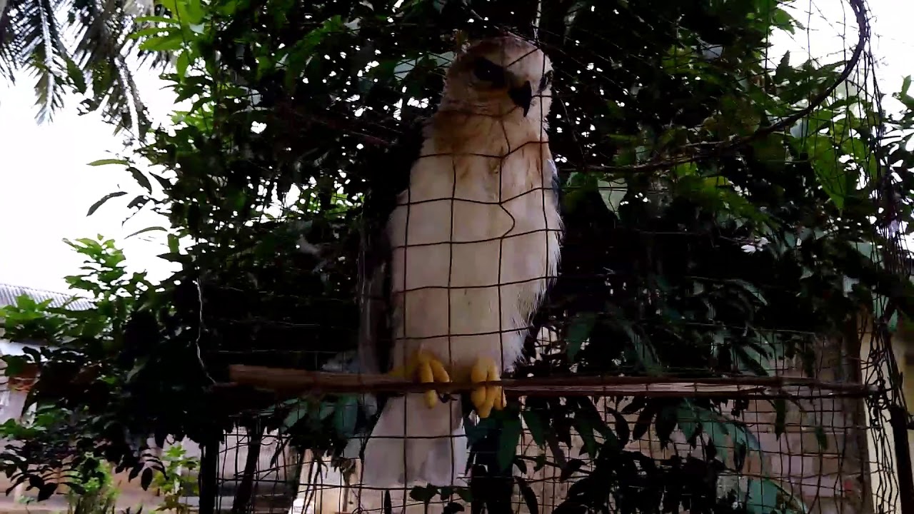 Menyeramkan Begini Ternyata Suara Anak Burung Elang Youtube