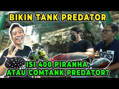 BIKIN TANK PREDATOR! ISI 400 PIRANHA ATAU COMTANK PREDATOR? | @JAMMVLOG @FishandFuriousOfficial