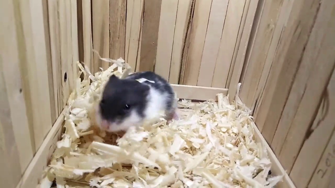 HAMSTER CAMPBELL PANDA/BLACK MOTTLED 