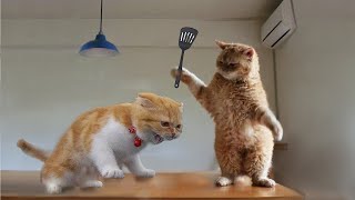[1 Hour] Ultimate ▶ Cats Being Jerks  | Funniest of the Month | ONLY Cats Cute & Funny Videos