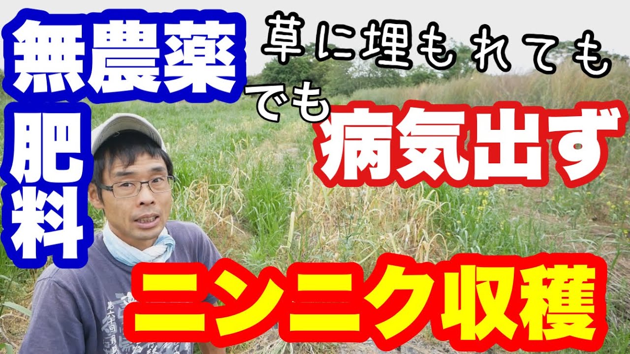 無農薬無肥料栽培のニンニクの芽抜きと収穫 自然栽培 21年5月12日 Youtube