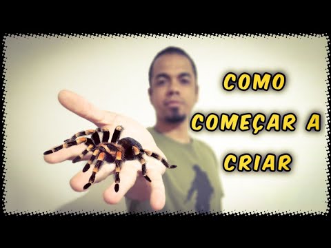 Vídeo: Como cuidar de sua tarântula rosa chilena