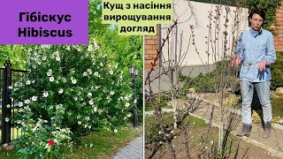 ГІБІСКУС сирійський 🌸Вирощуємо з насіння гарний кущ/дерево