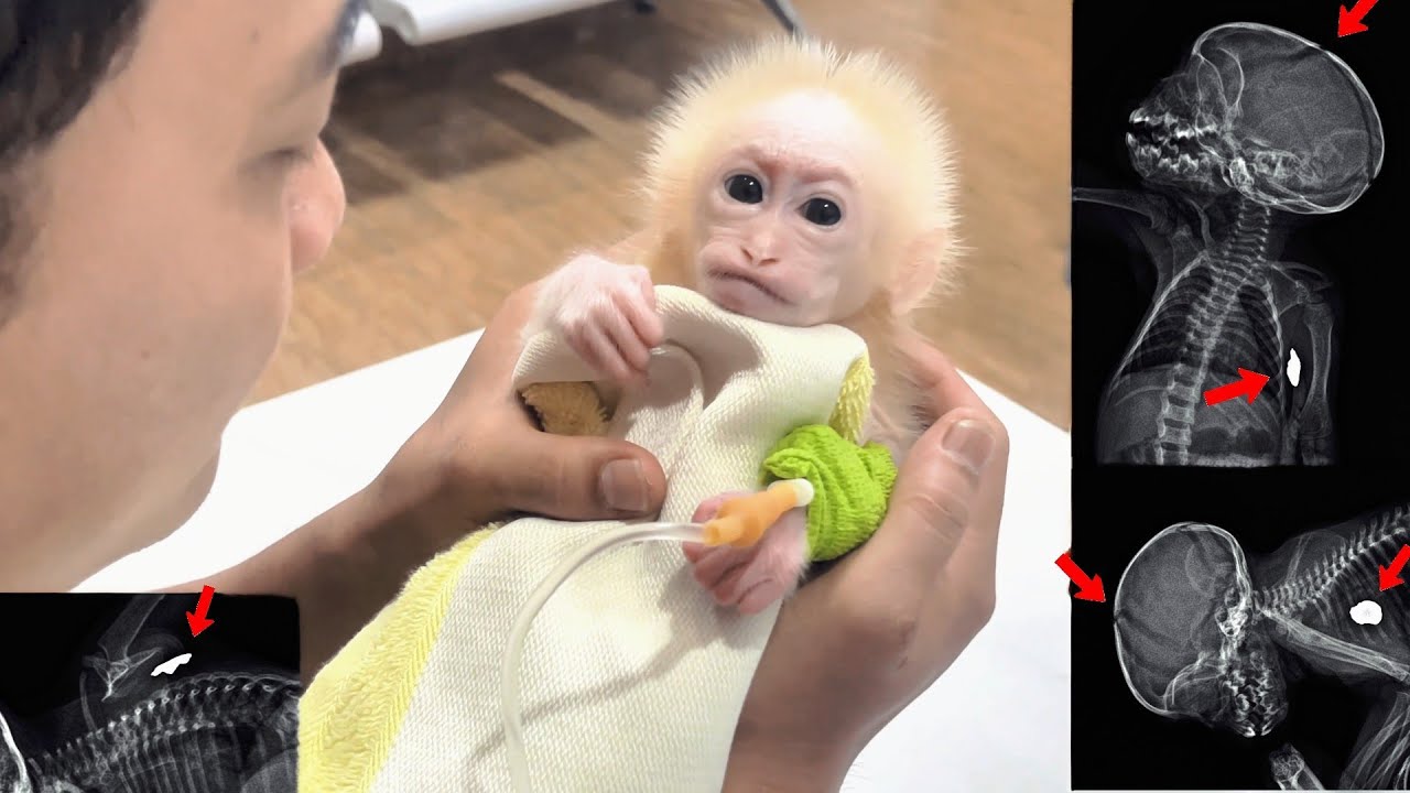 Baby monkey Lulu and the discovery of very serious internal injuries, Tam tells the story