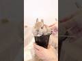 水やりしたらうさぎさんが実ったんだけど🐇🌱✨