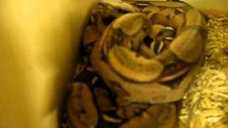 6 Boas video.AVI