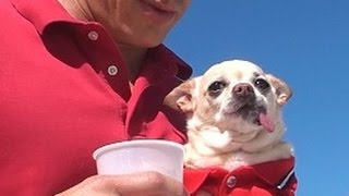 Evil Chihuahua Prank!