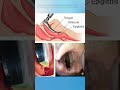• 90% Students Fail This! ❌ Macintosh vs Miller Blade Trick 🏥 #Shorts #medicaleducation