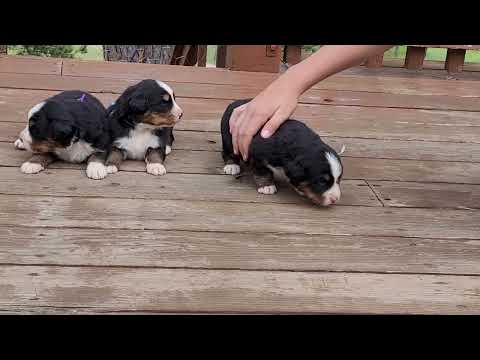Milie Females 3 weeks
