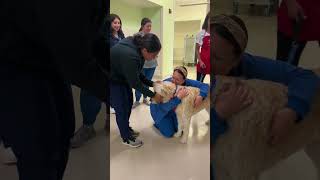 Day in the Life of a Pet Therapy Dog