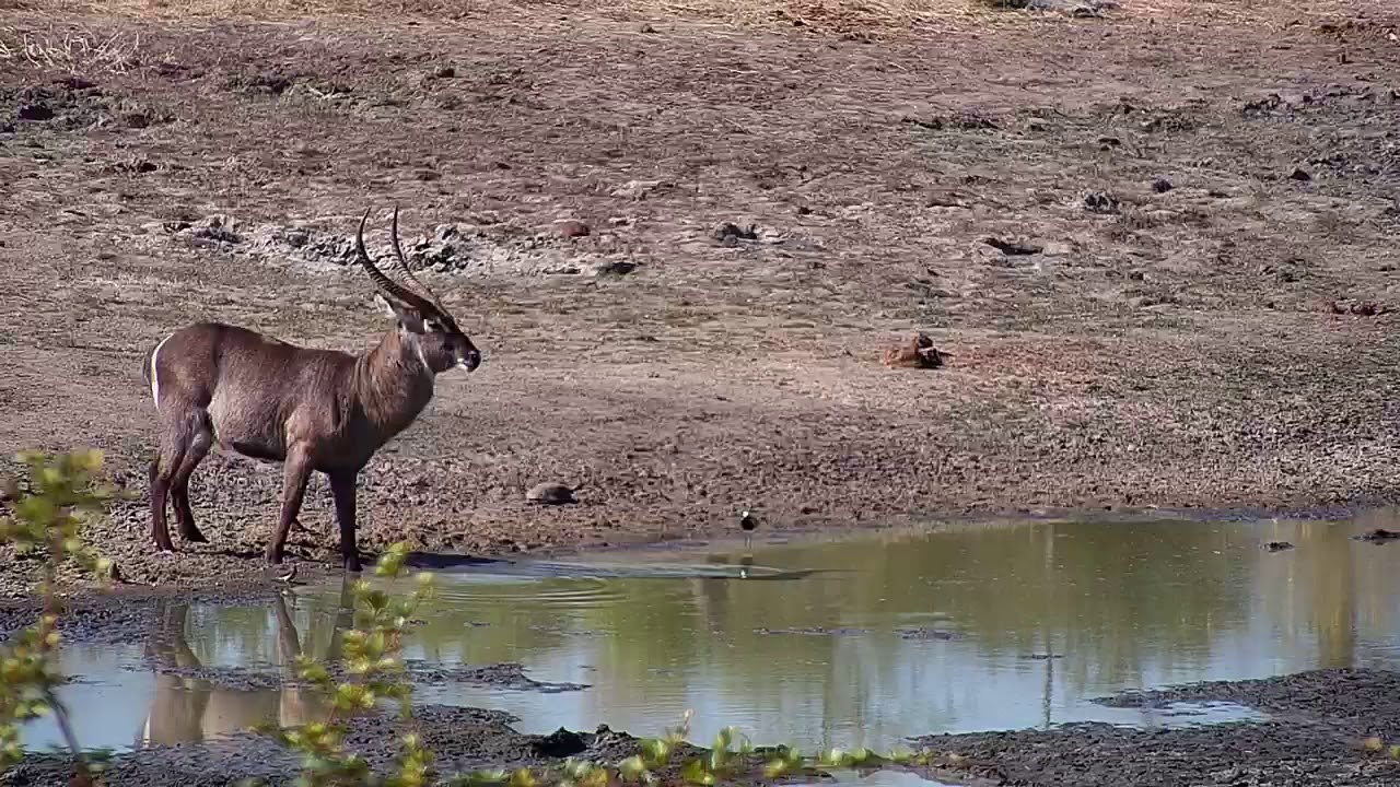 camera iphone 8 plus apk Djuma Waterbuck bull - 06/16/19