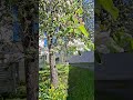 apple tree.🌳🍏.... The tree is being grown to produce apples.....🌳🌳