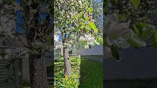 apple tree.🌳🍏.... The tree is being grown to produce apples.....🌳🌳