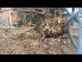 tree on house