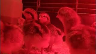 Kurczaki legbar cream