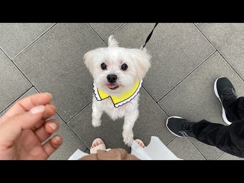 [VLOG] 일상 브이로그 | 18살 댕댕이 삼월이 이남이 보고 싶을 때 보려고 만든 영상, <strong>인천</strong> <strong>검단</strong> 오리불고기 맛집, 이마트 트레이더스 먹방 피자, 불고기 베이크, 스파게티