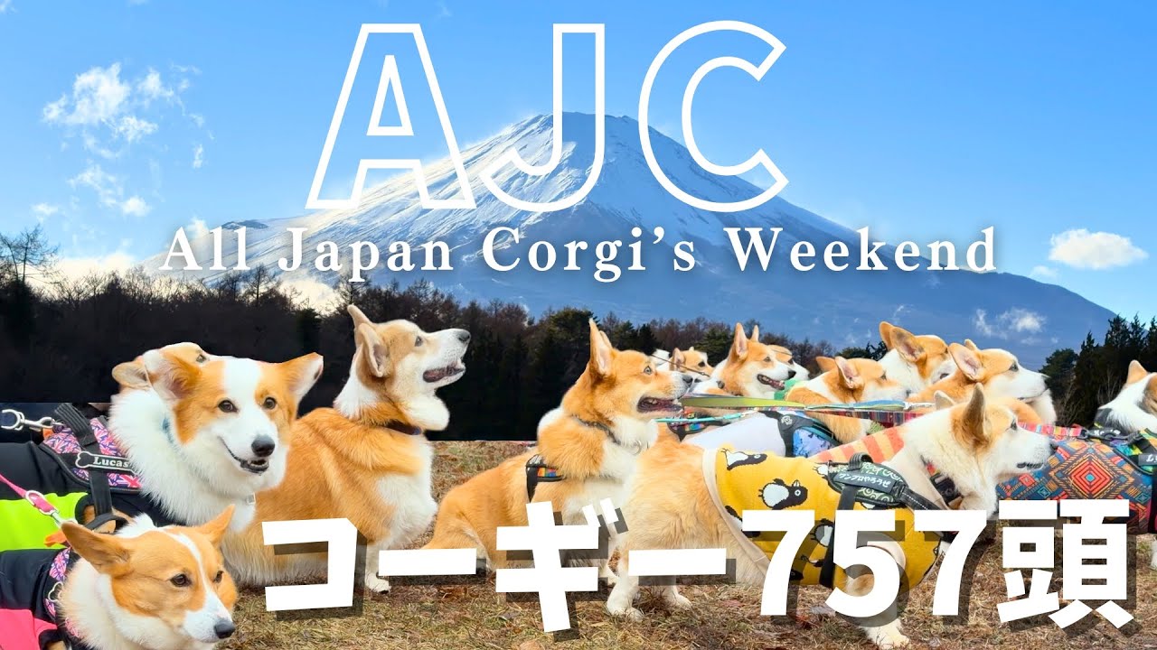 【コーギー757頭！】All Japan Corgi’s Weekend（AJC）コギパワーは大雨も晴れに変える！