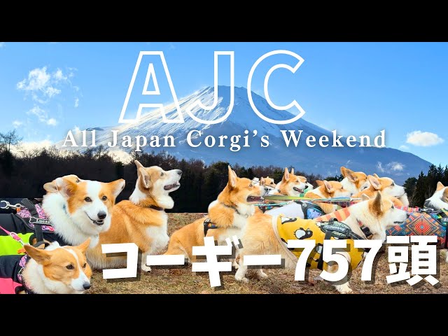 757 Corgis!] All Japan Corgi's Weekend (AJC) Corgi power turns