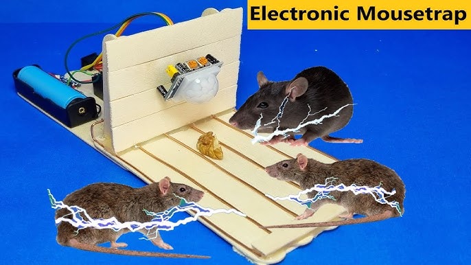 Mousetrap Bait Test With Motion Cameras & Wild Mice/Rats. What Is the Best  Mousetrap Bait? 