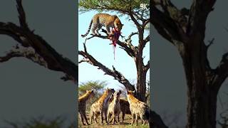 Leopard devouring his food on a tree #cute #animals #birds #nature #duck #wildlife #animallife
