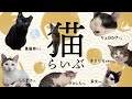 Cat このLIVEは 保護猫シェルター運営における公正の確保と透明性の向上を図り もって猫の権利利益の保護に資することを目的とする 猫手続法1条 Cat このLIVEは 保護猫シェルター運営における公正の確保と透明性の向上を図り もって猫の権利利益の保護に資することを目的とする 猫手続法1条
