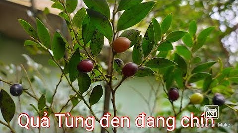 Tùng đen cây đực và cây cái, thu hoạch quả Tùng đen