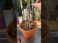Amazing using beautiful techniques for grafting dendrobium plants into pot 🌳🌱🌵🌵