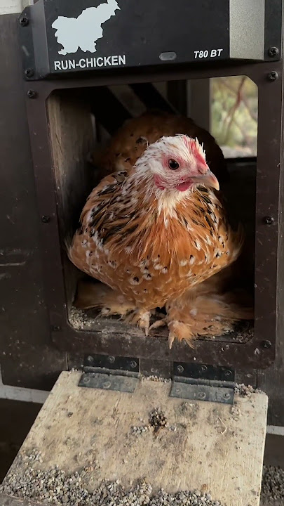 Greeting the flock this morning! 🐓  #chickensofyoutube #chickens #farmlife #goodmorning