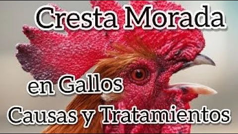 ¿Qué significa una cresta negra en un pollo?