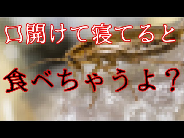 ゆっくり解説 9 あれって本当 ゴキブリにまつわる噂の真相とおすすめの駆除方法 閲覧注意 Youtube